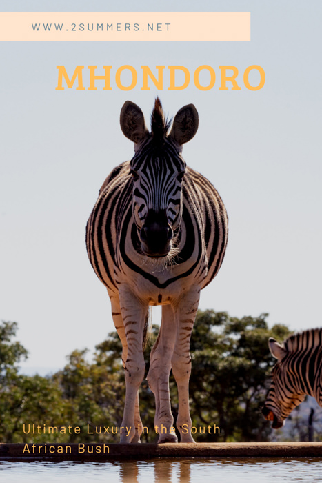 Mhondoro Safari Lodge and Villa is a luxurious family lodge in South Africa's Welgevonden Game Reserve.