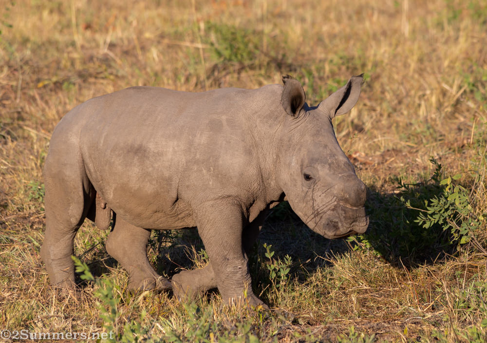 Baby rhino in Welgevonden