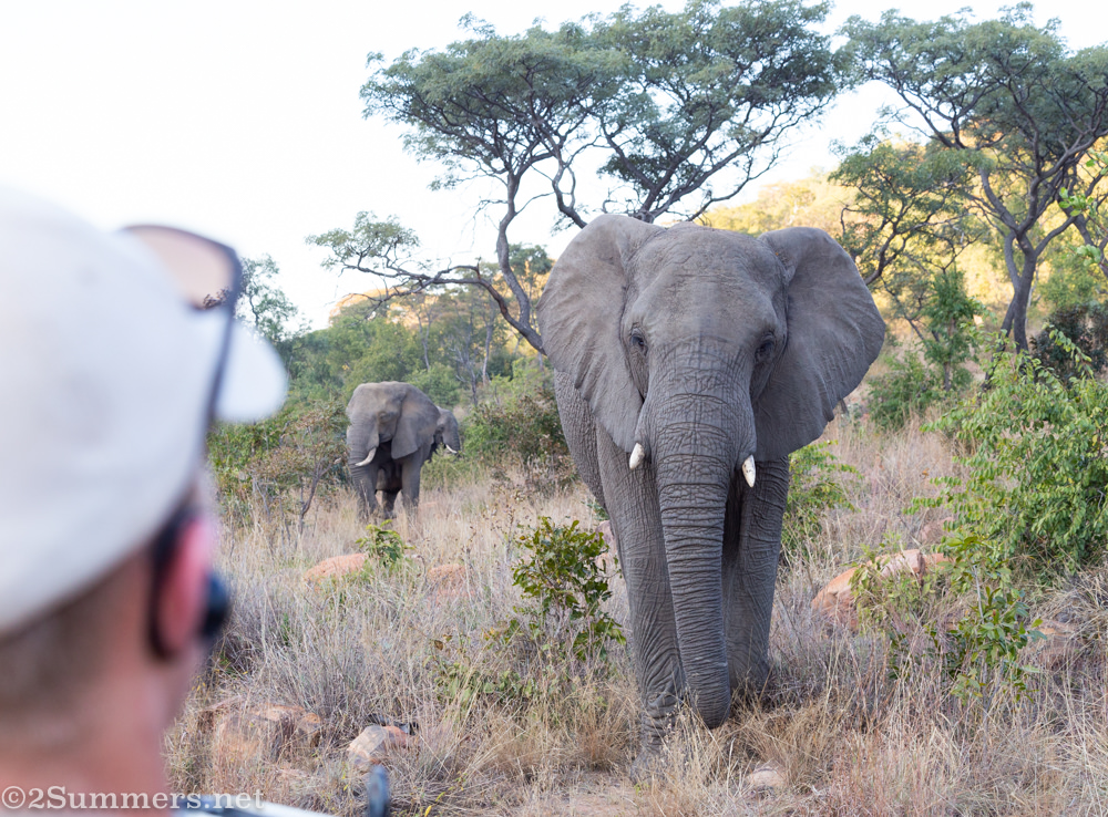 Elephants in Welgevonden
