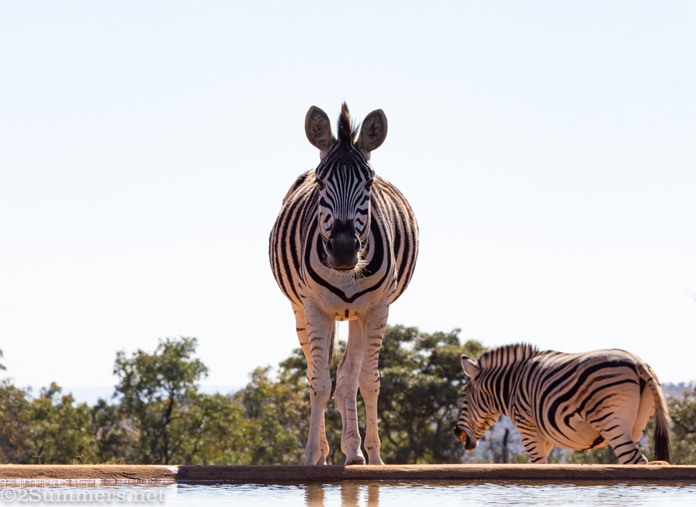 Zebra at Mhondoro watering hole