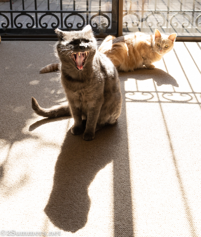 Melville Cat and Trixie