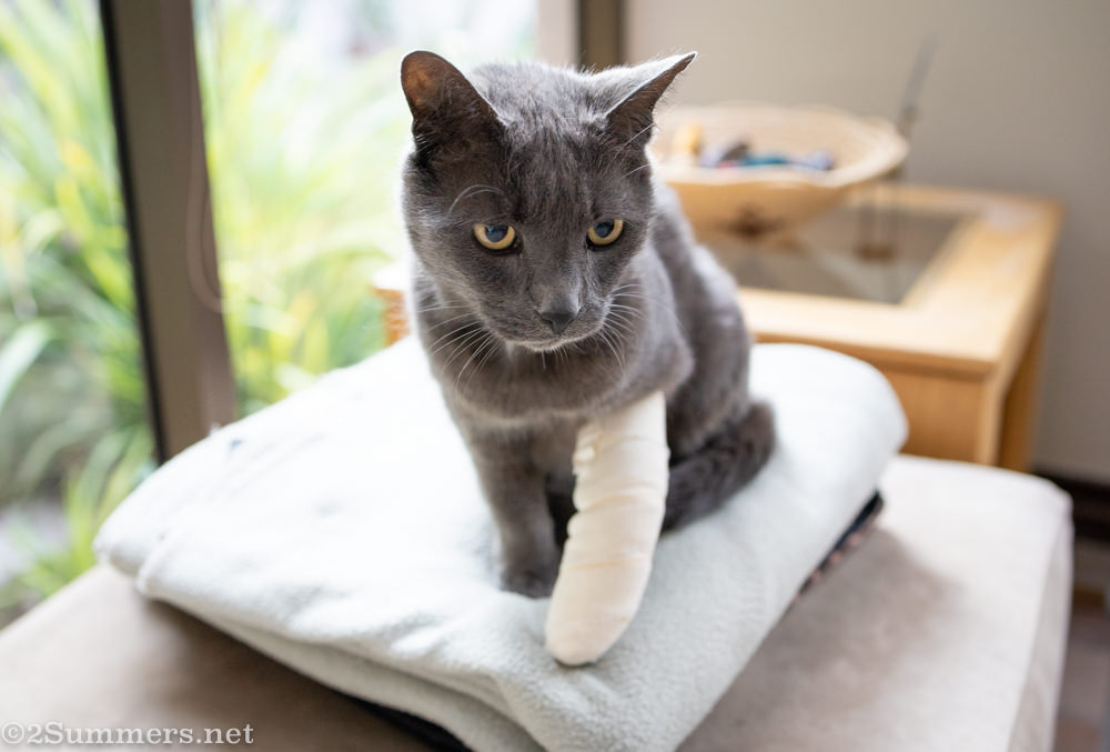 Melville Cat with a bandage on he leg.