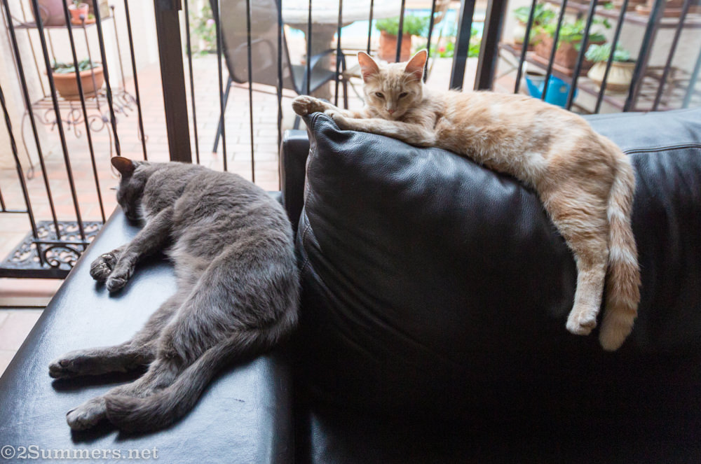 Melville Cat and Melville Kitten