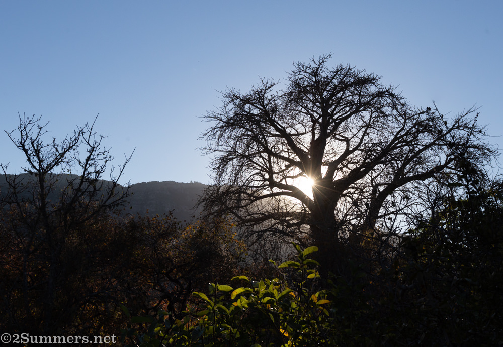Baobab in northern Limpopo