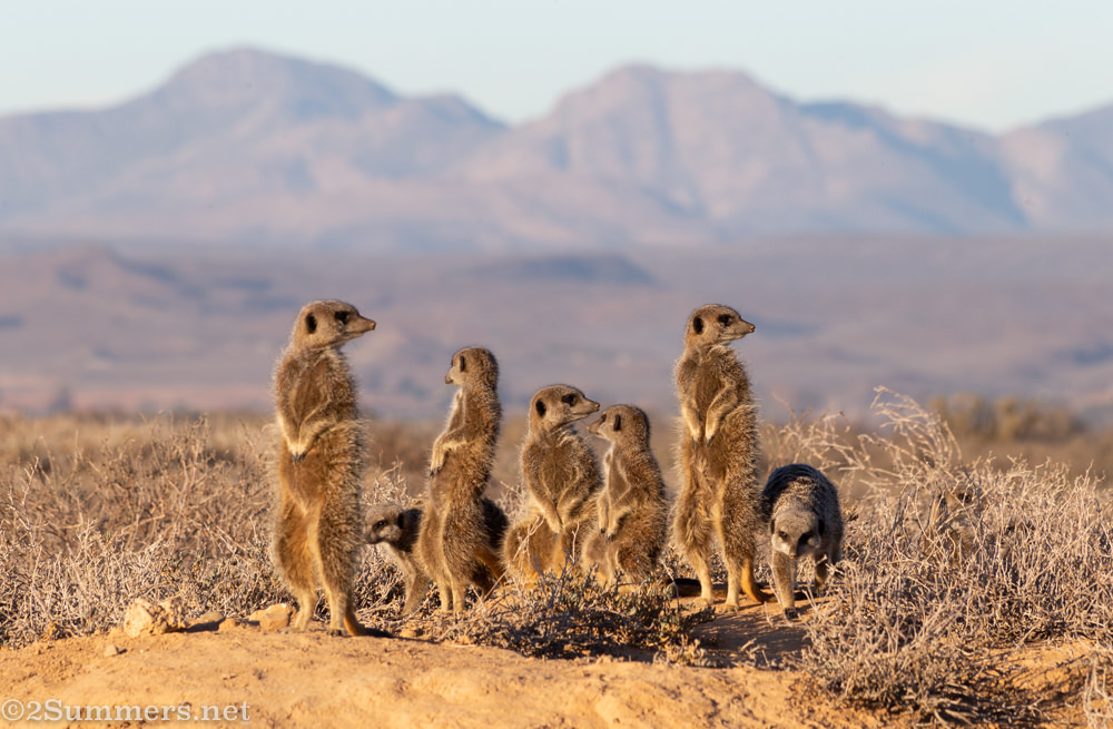 Monday Morning With a Mob of Meerkats