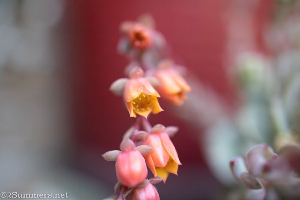 Feeling South Africa’s Pain