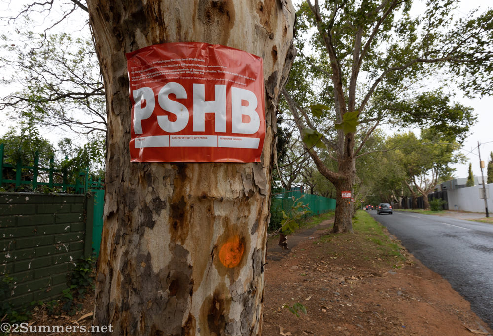 The Shot Hole Borer Beetle: A Deadly Threat to Joburg’s Trees