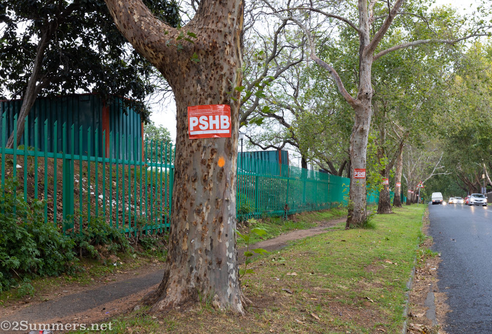 PSHB-infested trees on 11th Avenue