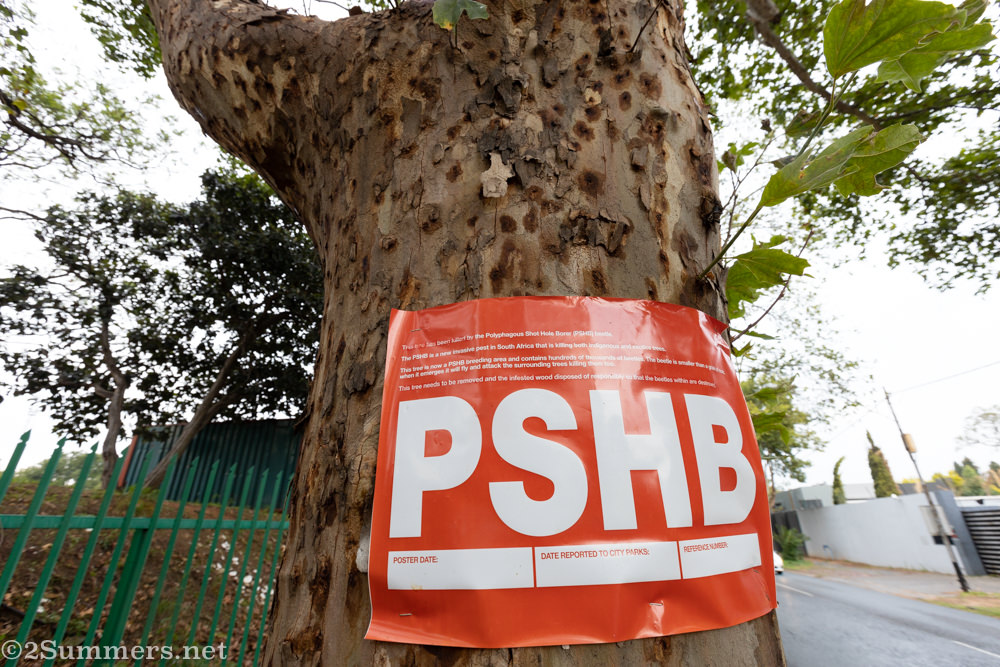 Close-up of tree infested with the shot hole borer