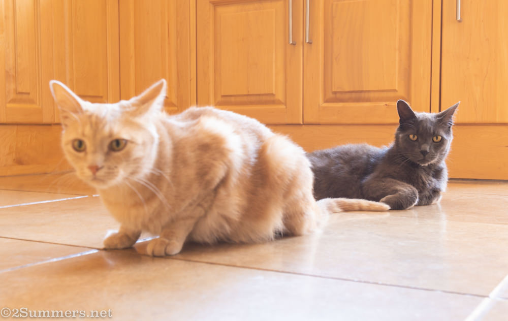 Trixie photobombing Smokey