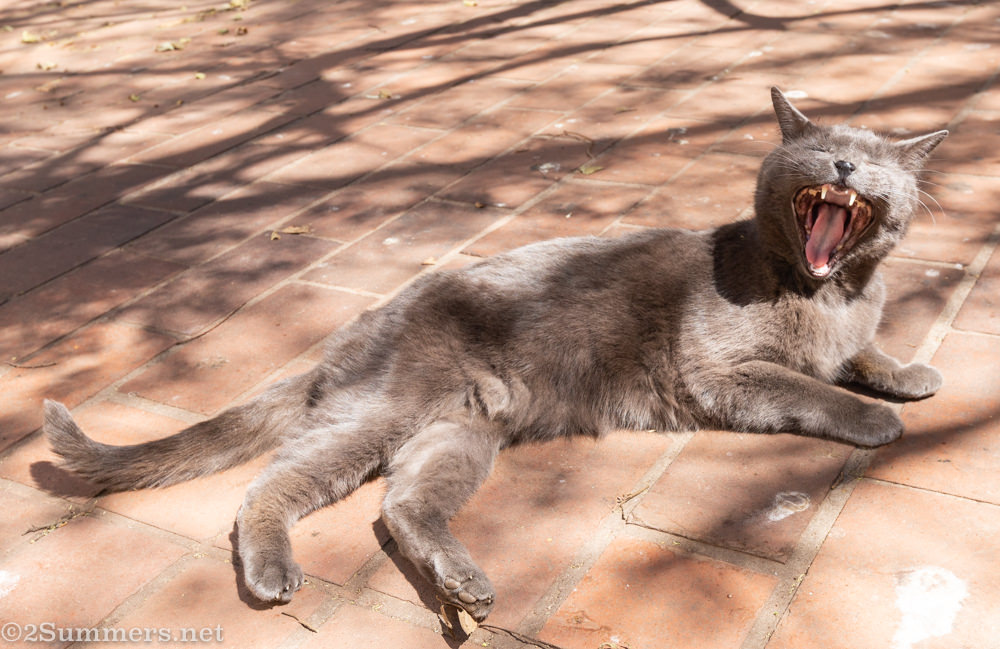 Melville Cat laughing