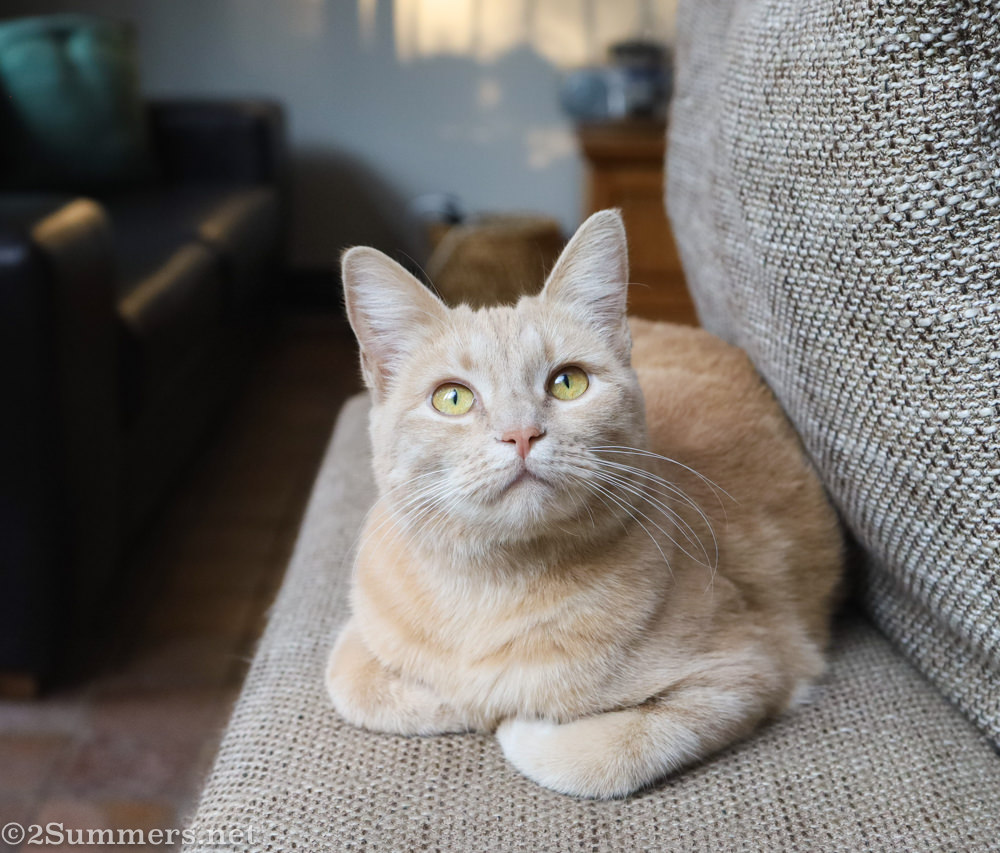 Trixie the Midget Fluff Ball Menace, all grown up.