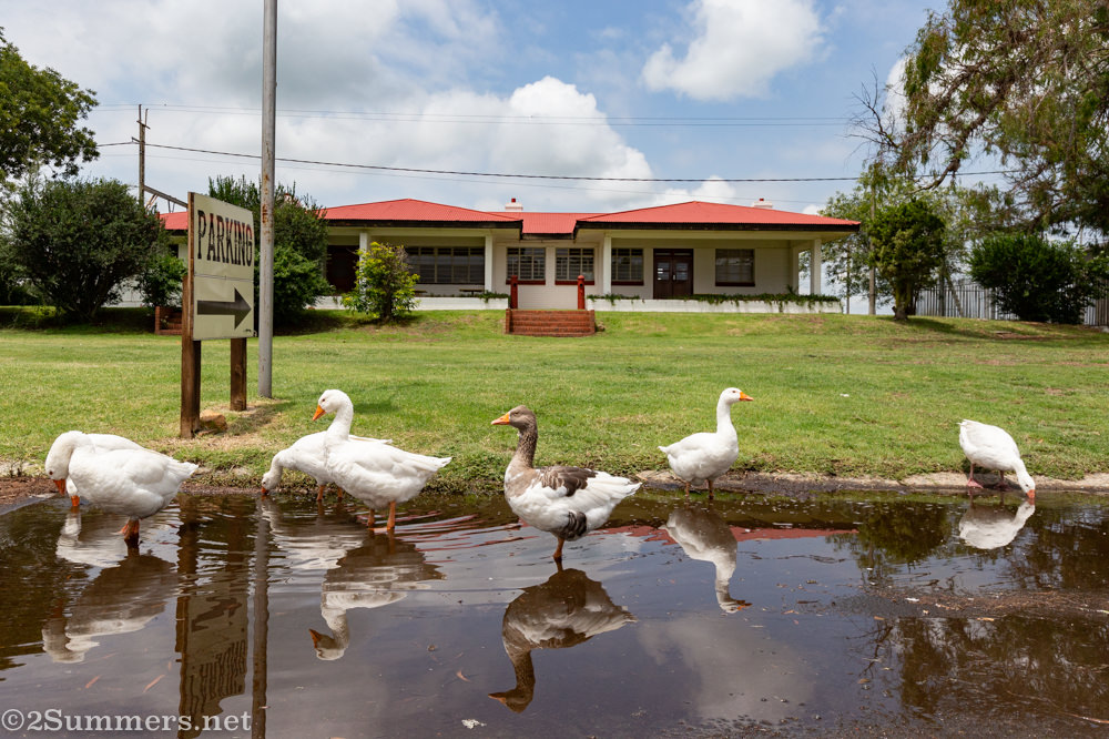 Flock of geese in front of the train station