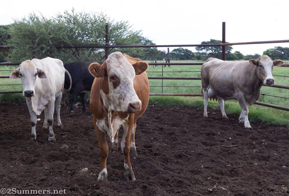 Cattle on Julian's farm