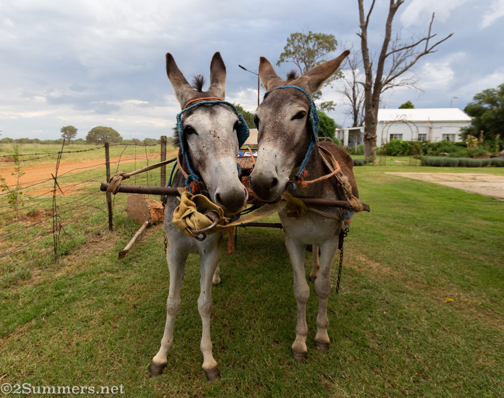 #10SouthAfricanTowns, Part 2: Kameel