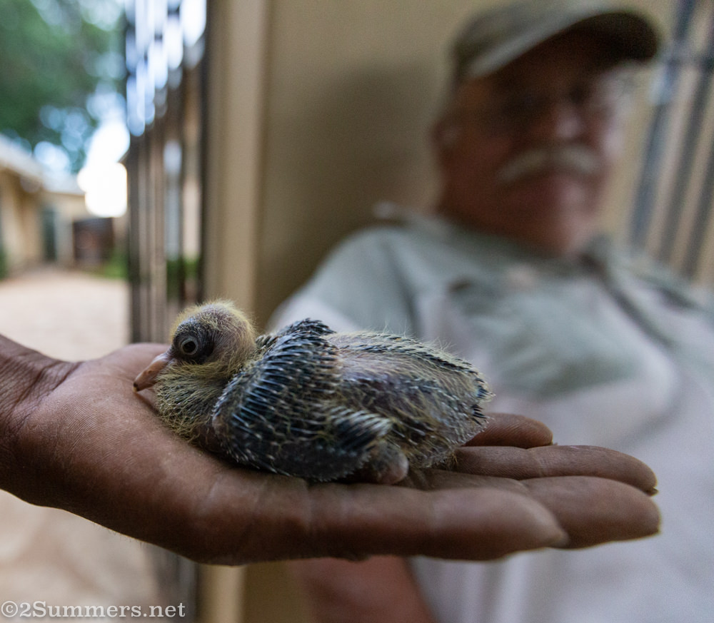 Julian's baby show pigeon