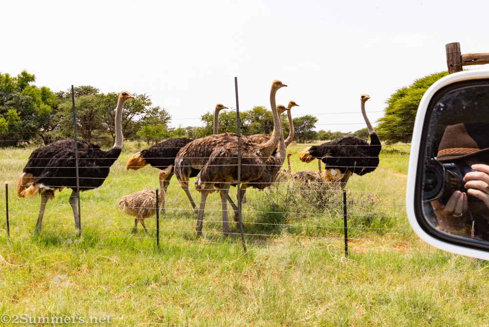 Ostriches on Julian's farm