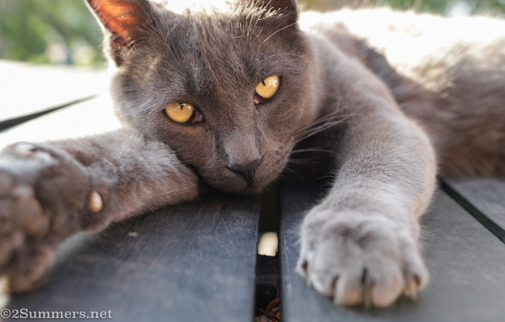 The Melville Cat in 2011