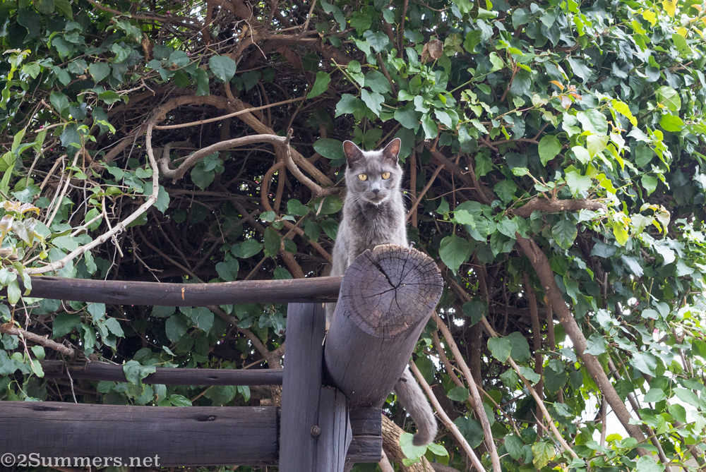 Joburg COVID-19 Lockdown Journal: Day 14 (by the Melville Cat)