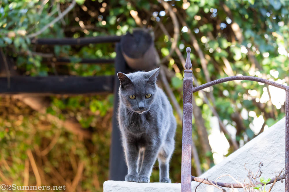 Lockdown Journal: Day 21 (The Melville Cat)