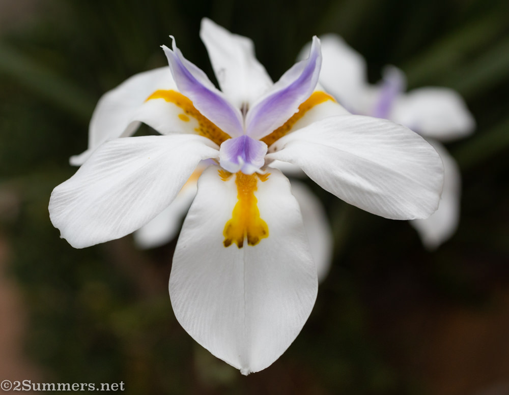 African iris in the garden on easter