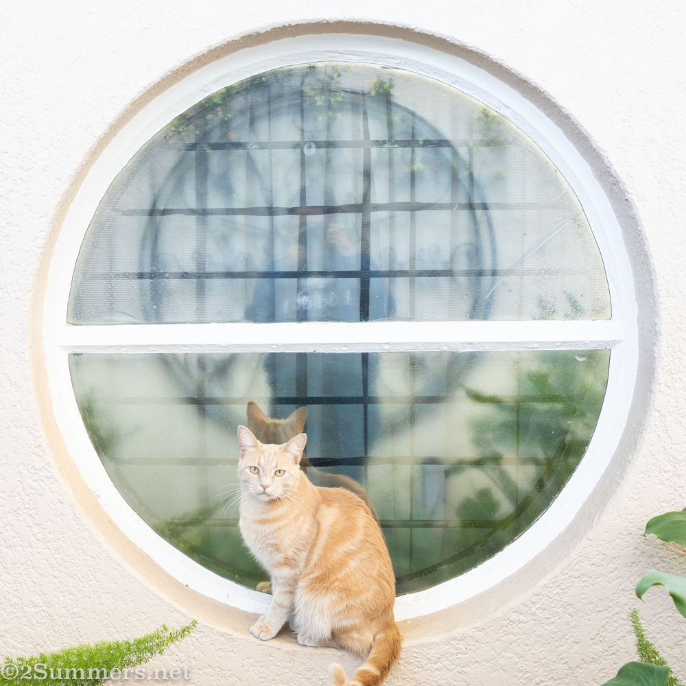 Lockdown Journal: Day 20 (Perfect Circles)