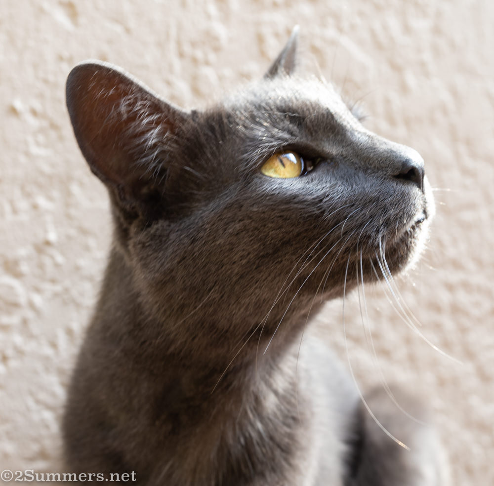 Joburg COVID-19 Lockdown Journal: Day 7 (by the Melville Cat)