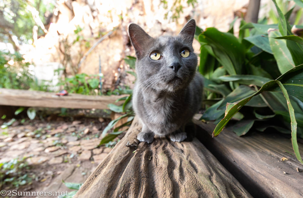 Melville Cat in the garden