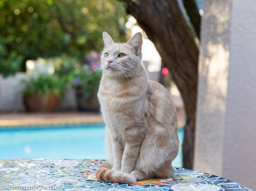 Trixie the Melville kitten