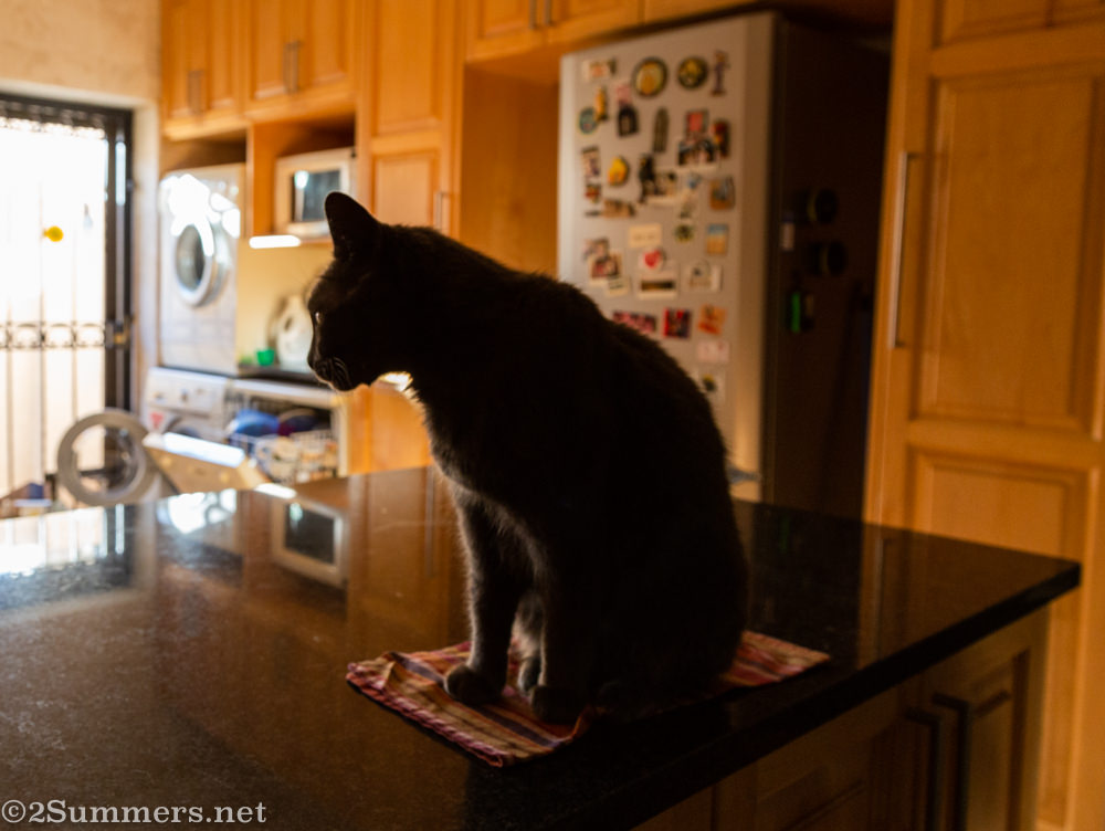 Melville Cat on serviette