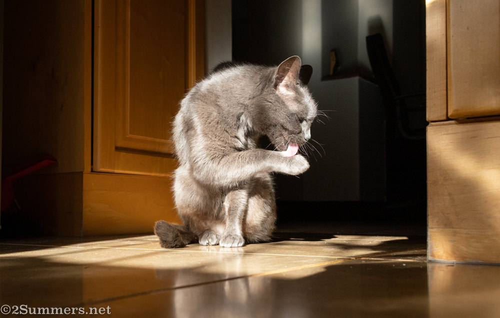 Smokey cleaning himself