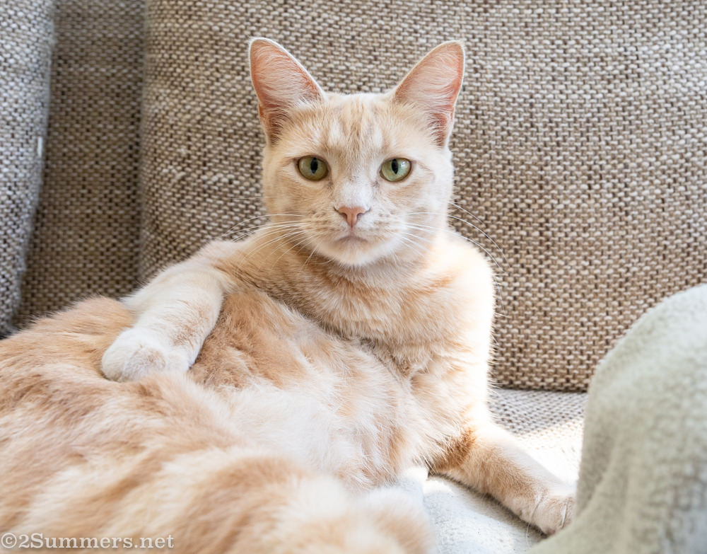 Lockdown Journal: Day 43 (Pictures of Cats)