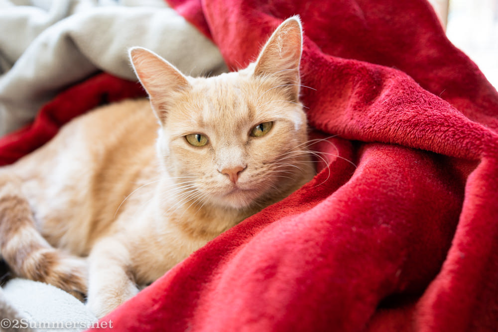 Lockdown Journal: Day 57 (I Got Nothing)