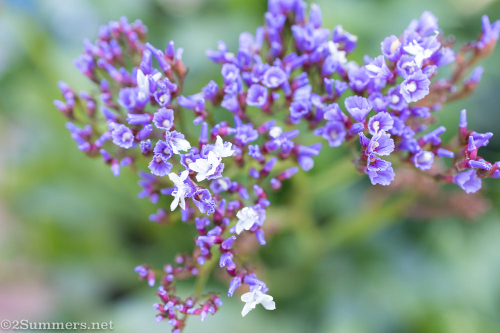 Five Good Things That Have Happened to Me During Lockdown (Day 76)