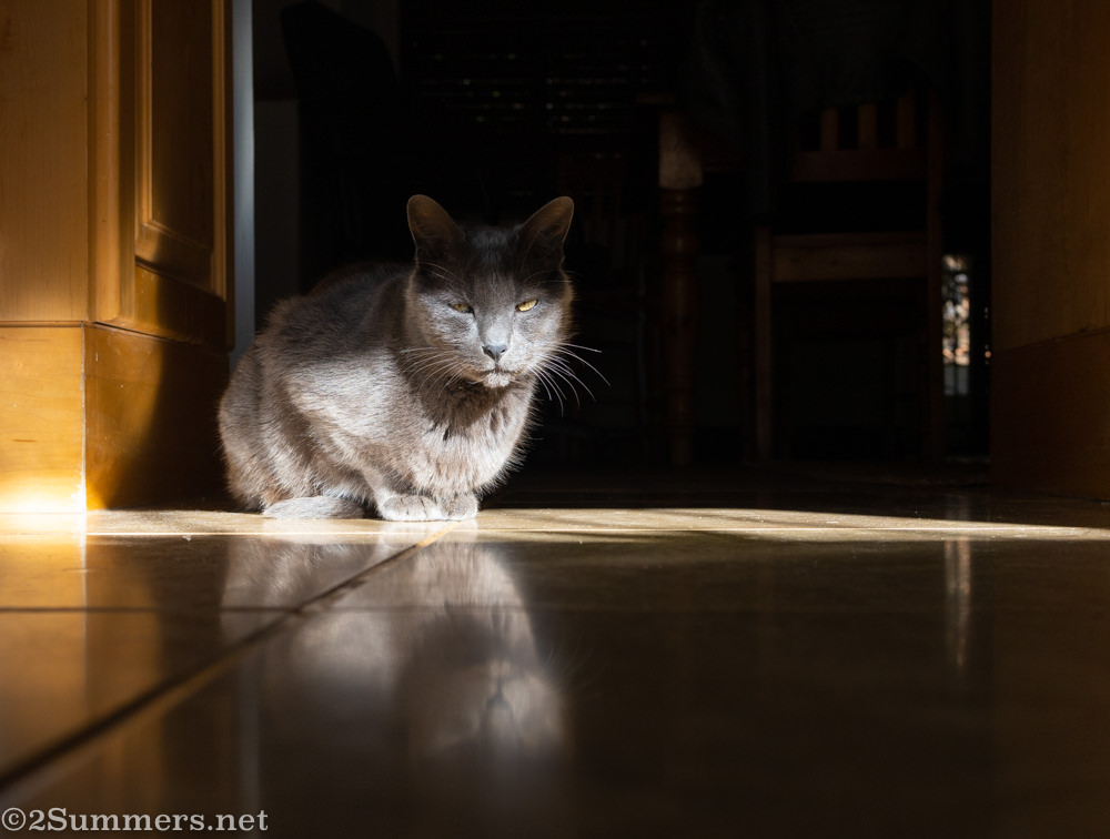 Smokey on the kitchen floor