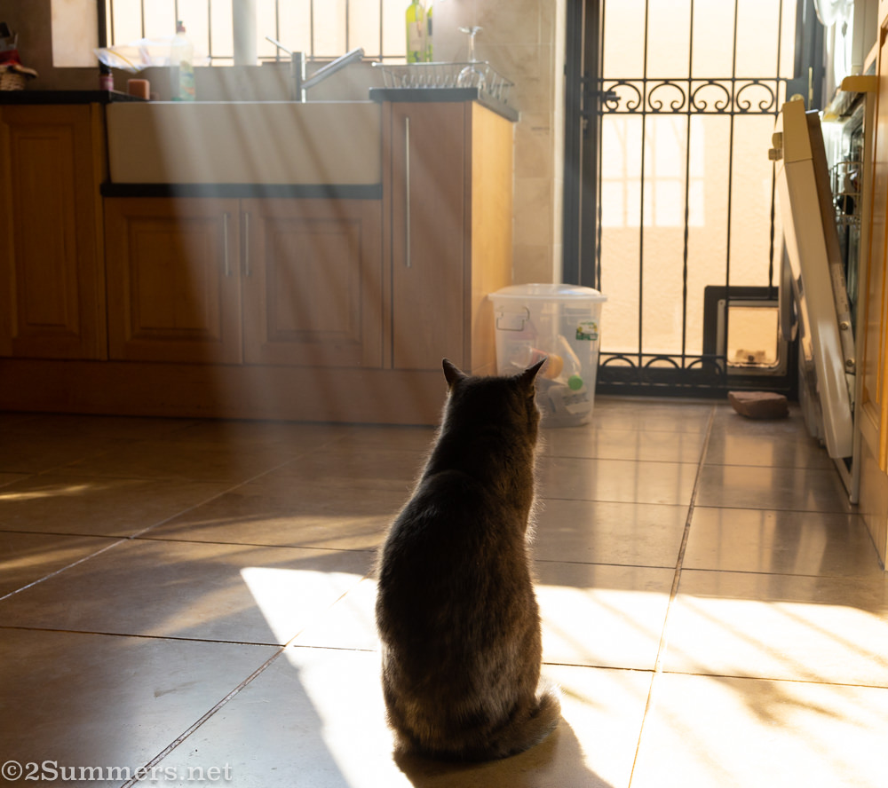 The Melville Cat Leaves and Comes Back (Lockdown Day 95)