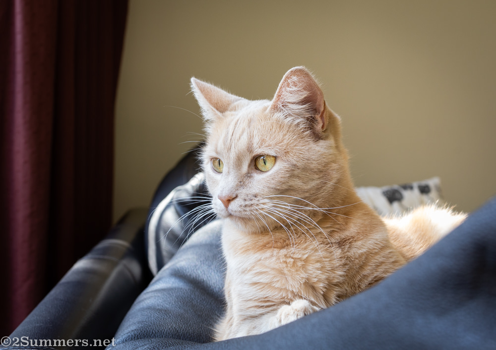 Trixie looking outside