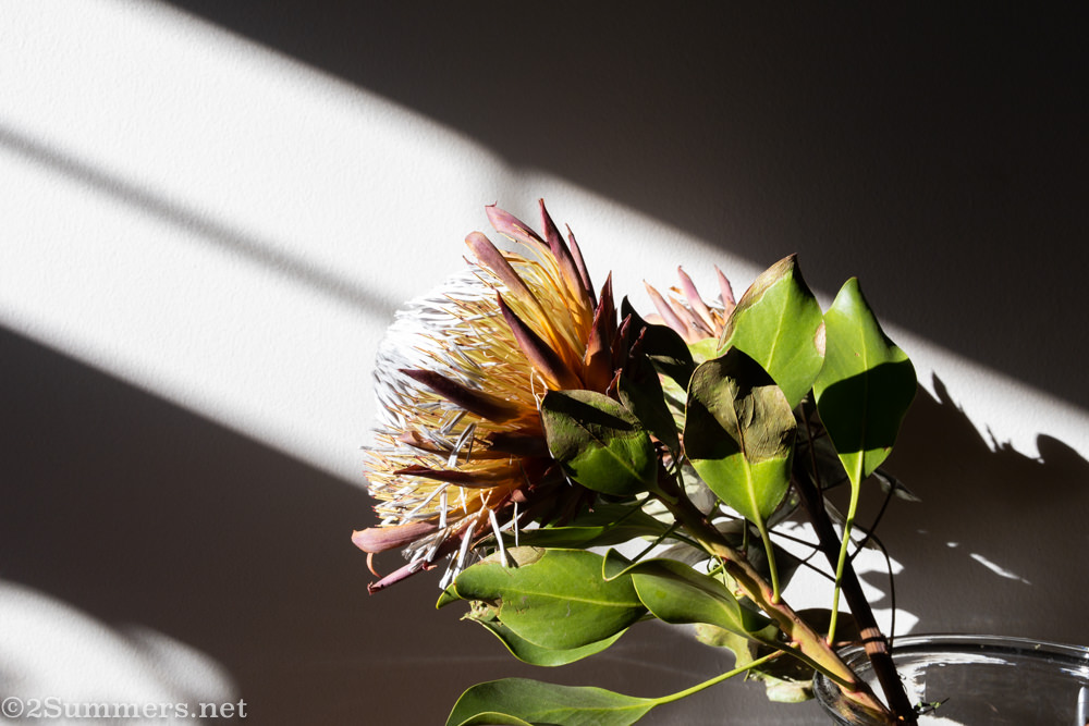 My Love Life Under Lockdown (Day 70)