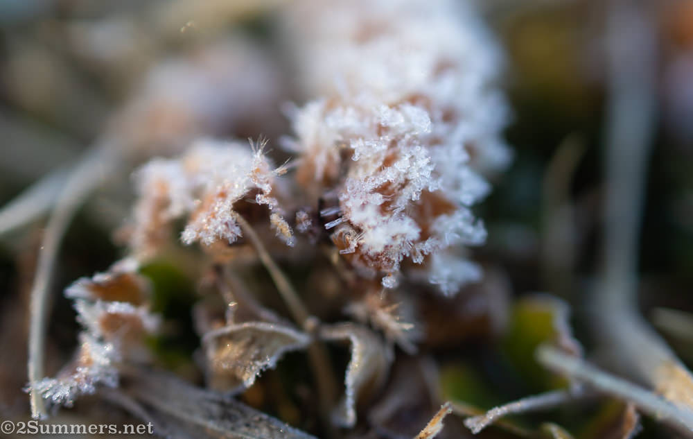 Frosted flowers in Emmarentia