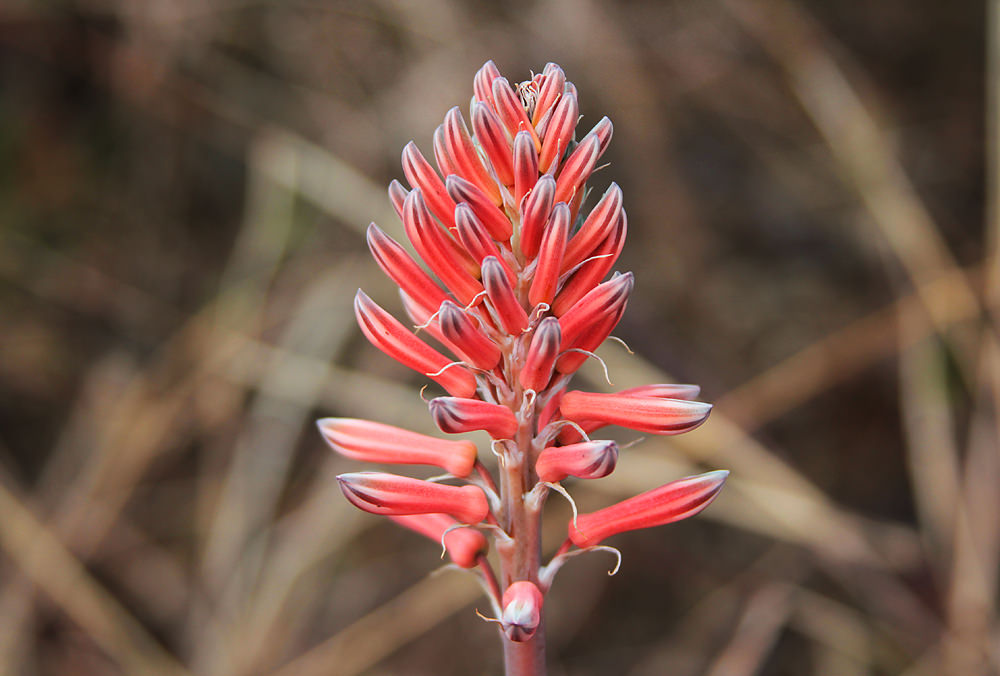 The South African Lockdown Wind-down