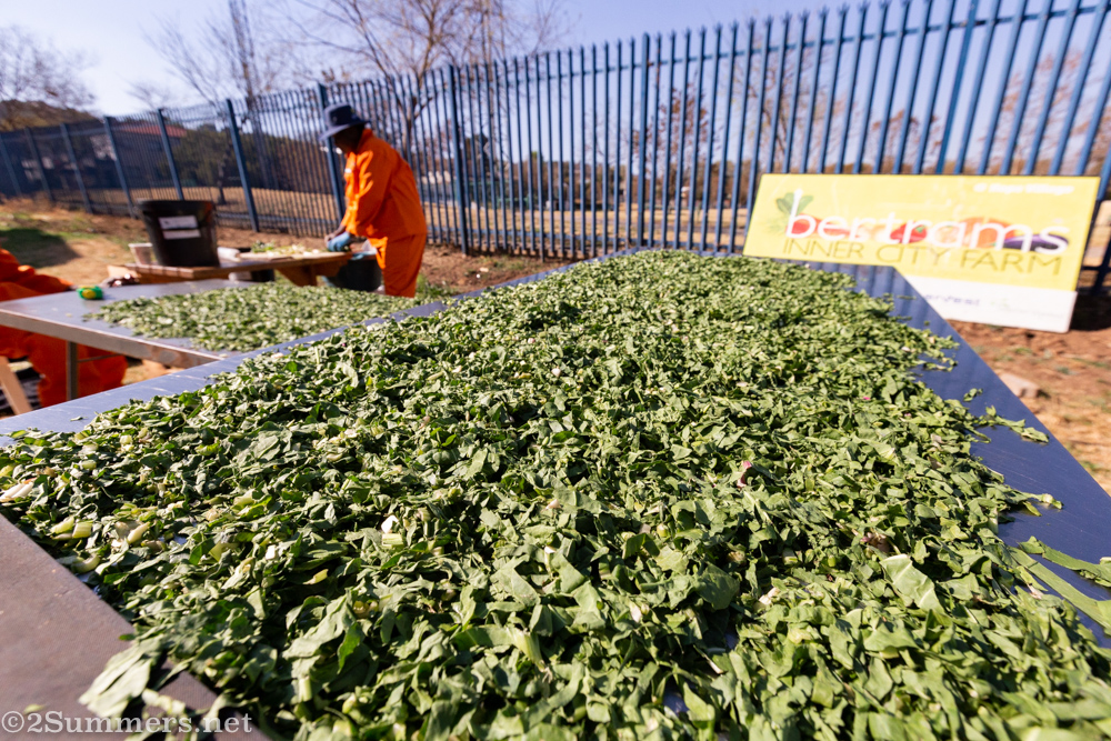 Morogo drying in the sun