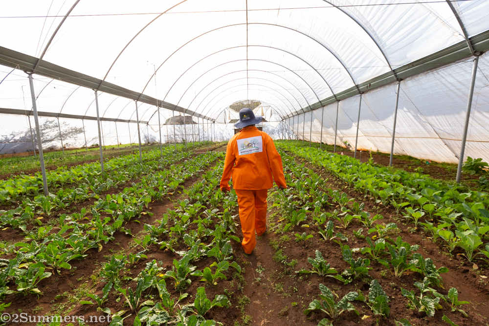 Farming With Mama Fifi: Bertrams Inner City Farm
