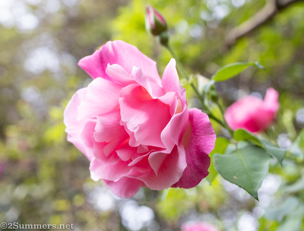 Rose in my garden -- pandemic nostalgia