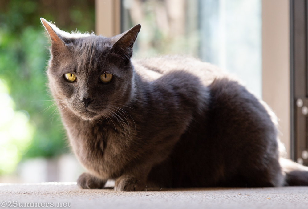 Belated Goodbye to Smokey, The Melville Cat