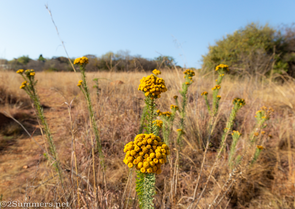 Late winter flowers on the Melville Koppies