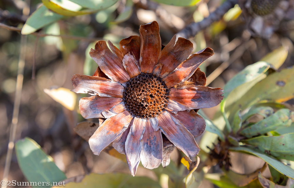 Protea flower on the koppies