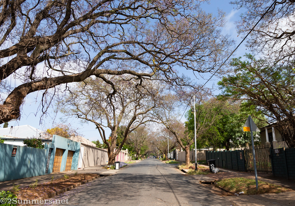 Jacaranda trees without blooms on Melville's 3rd Avenue
