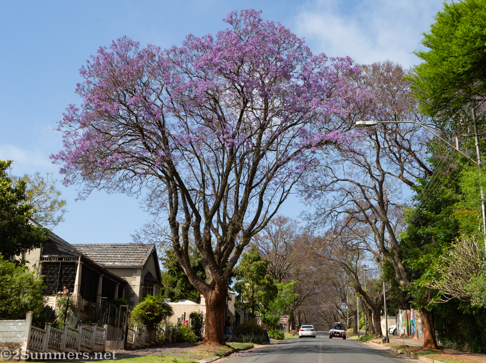 Joburg Jacaranda Watch: October 2020