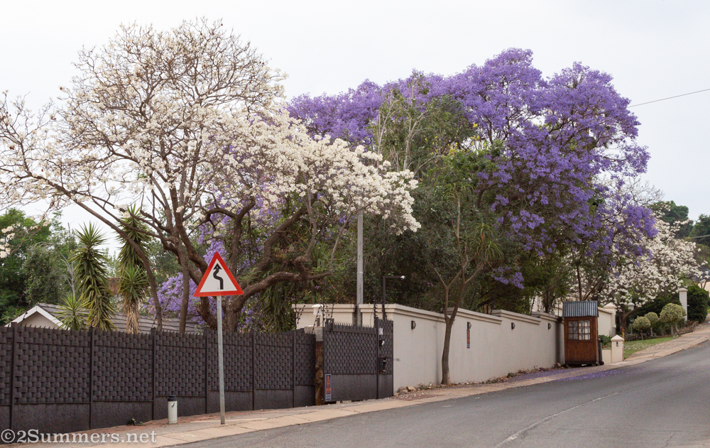 White jacarandas in Pretoria