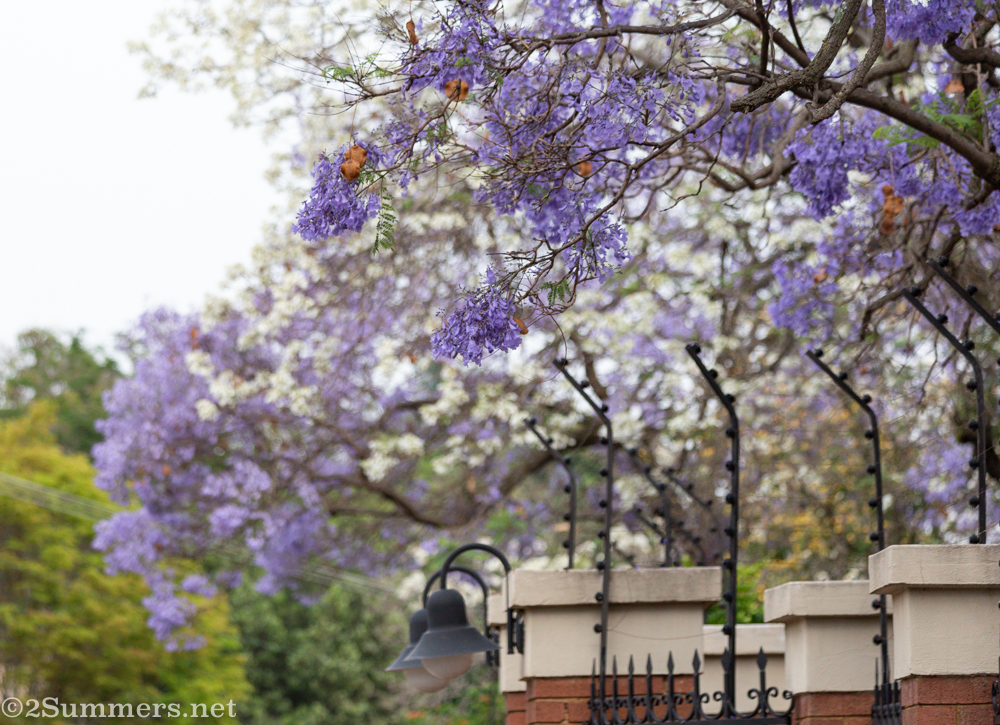 White and purple jacarandas on Herbert Baker Street in Pretoria